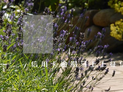 信用卡逾期马上上征信 信用卡逾期马上上征信