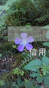 信用卡逾期马上会进账单嘛