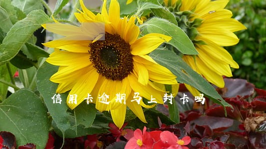 信用卡逾期马上封卡吗 信用卡逾期马上封卡吗