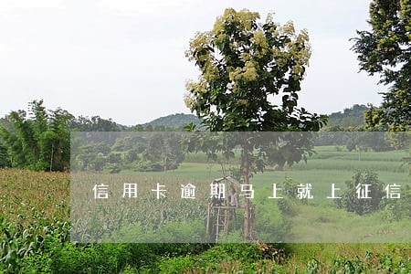 信用卡逾期马上就上征信吗