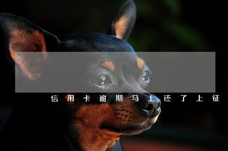 信用卡逾期马上还了上征信怎么办 信用卡逾期马上还了上征信怎么办