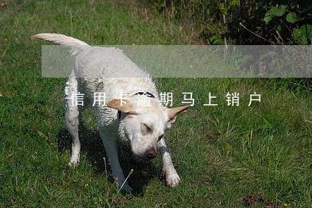 信用卡逾期马上销户