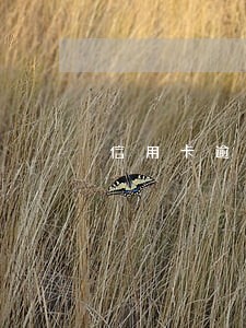 信用卡逾期骗子说全程录音 信用卡逾期骗子说全程录音