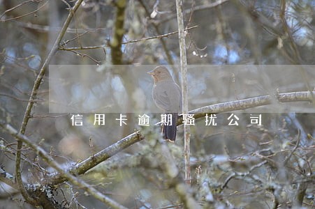 信用卡逾期骚扰公司