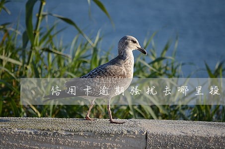 信用卡逾期骚扰去哪里投诉 信用卡逾期骚扰去哪里投诉