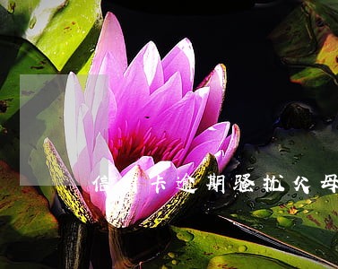 信用卡逾期骚扰父母怎么解决 信用卡逾期骚扰父母怎么解决