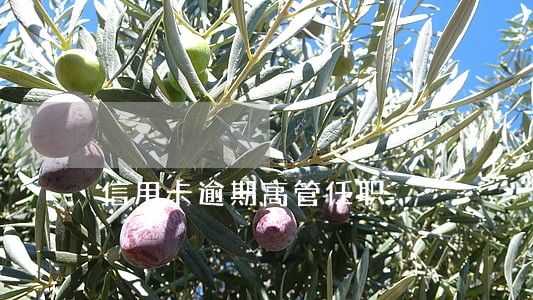信用卡逾期高管任职