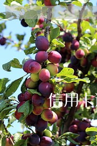信用卡逾期高额利息怎样可以免除 信用卡逾期高额利息怎样可以免除