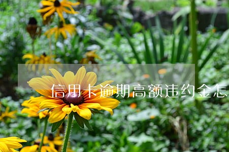 信用卡逾期高额违约金怎么办