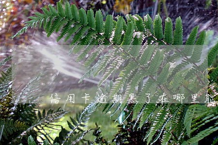 信用卡逾期黑了在哪里能贷款