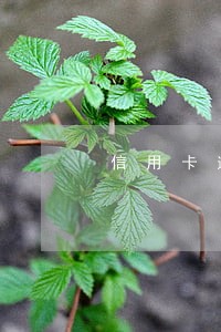 信用卡逾期黑名单后果是什么 信用卡逾期黑名单后果是什么