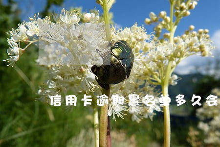 信用卡逾期黑名单多久会消除 信用卡逾期黑名单多久会消除