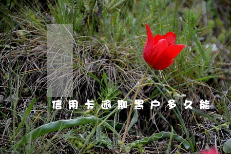 信用卡逾期黑户多久能 信用卡逾期黑户多久能