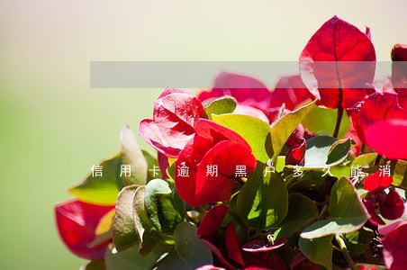 信用卡逾期黑户多久能消 信用卡逾期黑户多久能消