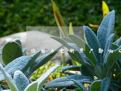信用卡逾期黑户影响丈夫吗