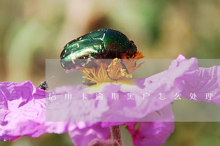 信用卡逾期黑户怎么处理 信用卡逾期黑户怎么处理
