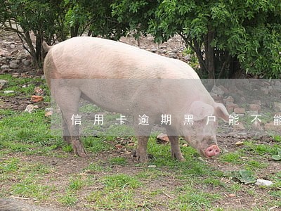 信用卡逾期黑户能不能出国 信用卡逾期黑户能不能出国