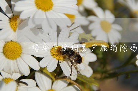信用卡逾期黑户能消除吗 信用卡逾期黑户能消除吗
