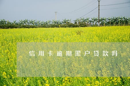 信用卡逾期黑户贷款吗 信用卡逾期黑户贷款吗