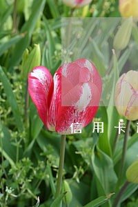 信用卡逾期黑点怎么消除 信用卡逾期黑点怎么消除