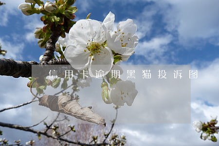 信用卡逾期黑猫投诉图 信用卡逾期黑猫投诉图