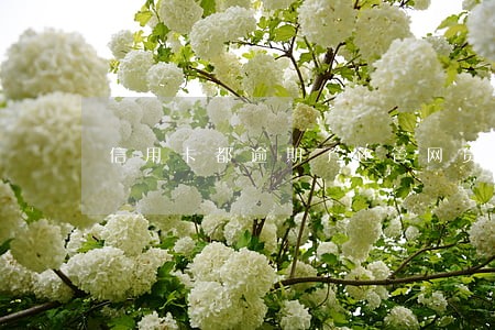 信用卡都逾期了还管网贷