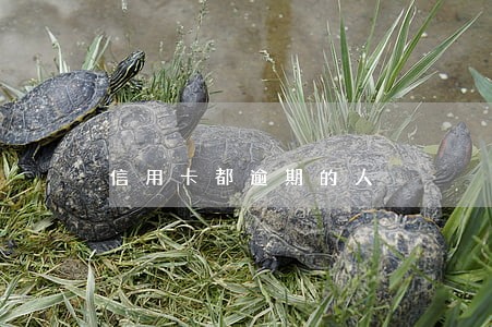 信用卡都逾期的人 信用卡都逾期的人