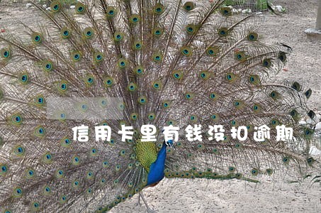 信用卡里有钱没扣逾期