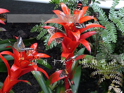 信用卡金卡逾期了还被扣年费 信用卡金卡逾期了还被扣年费