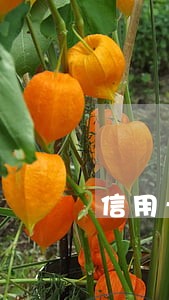 信用卡金融公司逾期 信用卡金融公司逾期