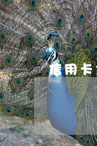 信用卡金额逾期多少属于欺诈 信用卡金额逾期多少属于欺诈
