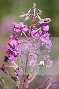 信用卡销卡后多久没有逾期记录