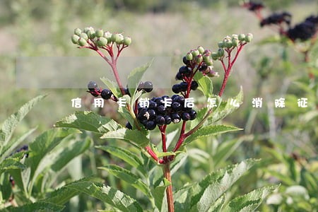 信用卡销卡后怎么消除征信逾期 信用卡销卡后怎么消除征信逾期