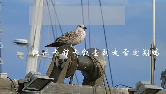 信用卡销卡能查到是否逾期吗 信用卡销卡能查到是否逾期吗