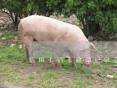 信用卡销卡逾期记录会一直在 信用卡销卡逾期记录会一直在