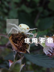 信用卡销户了逾期还有吗 信用卡销户了逾期还有吗