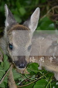 信用卡销户后逾期记录保持七年 信用卡销户后逾期记录保持七年