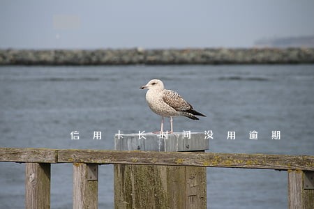 信用卡长时间没用逾期 信用卡长时间没用逾期