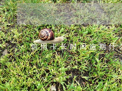 信用卡长时间逾期什么时候消除