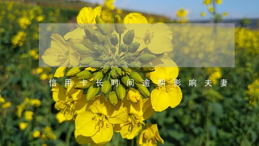 信用卡长时间逾期影响夫妻 信用卡长时间逾期影响夫妻