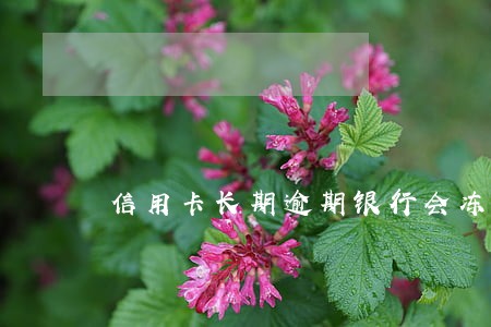 信用卡长期逾期银行会冻结账户吗