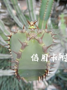 信用卡附属卡如果逾期谁负责任 信用卡附属卡如果逾期谁负责任