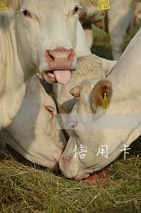 信用卡降额被迫逾期