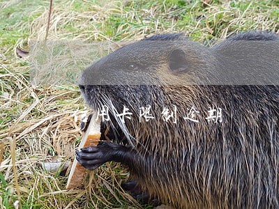 信用卡限制逾期