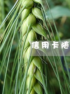 信用卡随时逾期可以贷款吗 信用卡随时逾期可以贷款吗