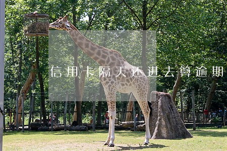 信用卡隔天还进去算逾期吗 信用卡隔天还进去算逾期吗