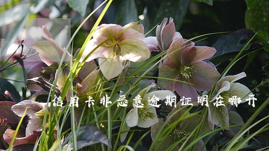 信用卡非恶意逾期证明在哪开 信用卡非恶意逾期证明在哪开