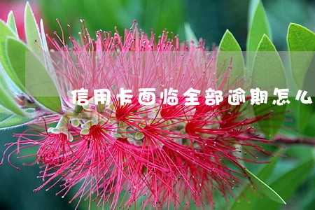 信用卡面临全部逾期怎么办 信用卡面临全部逾期怎么办