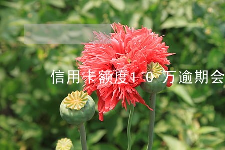 信用卡额度10万逾期会被判刑吗 信用卡额度10万逾期会被判刑吗