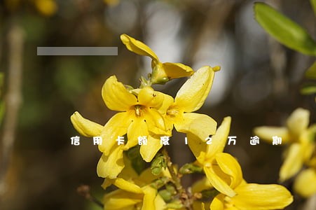 信用卡额度12万逾期 信用卡额度12万逾期
